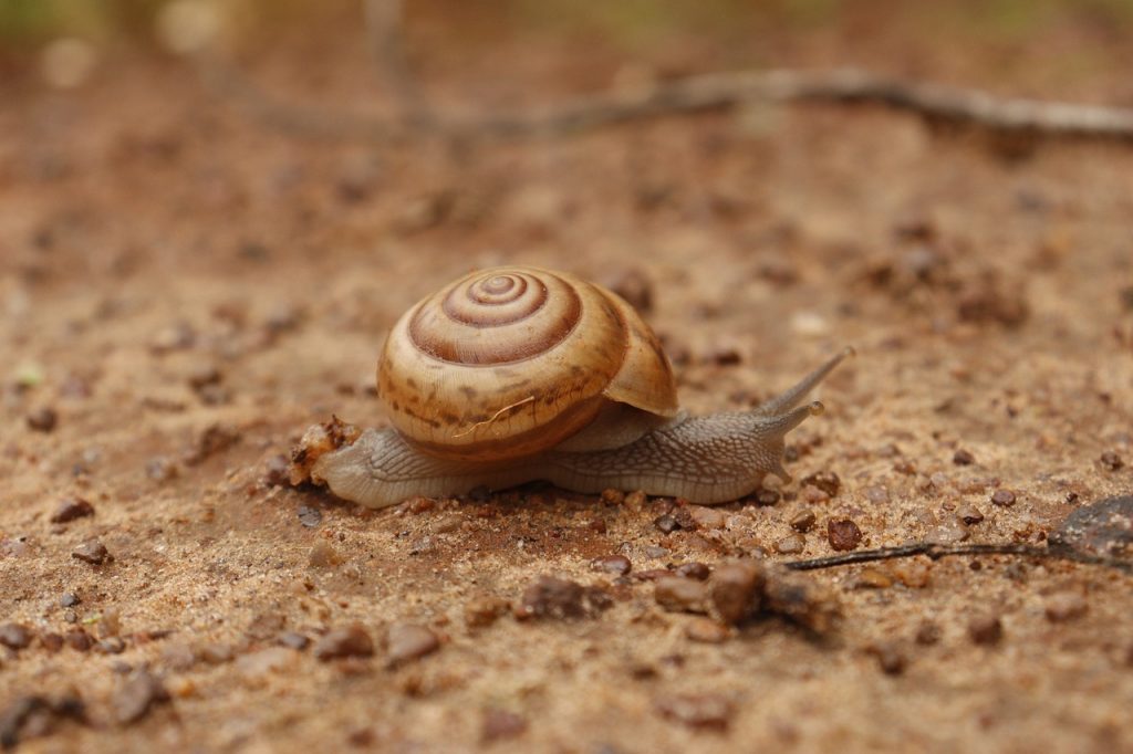 Snail Shell Mollusk Crawl Slug - PremswaroopKasukurthi / Pixabay