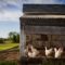 chicken coop, farm, chickens